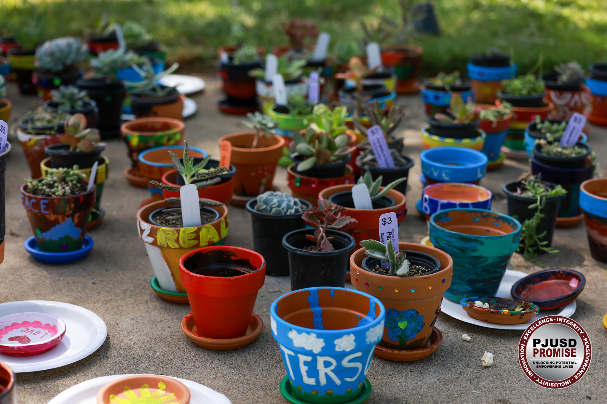 Succulents for Seniors